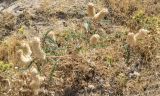 Astragalus alopecias