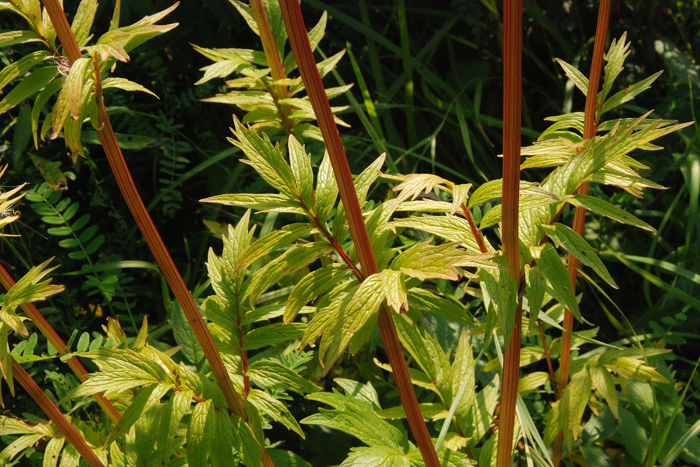 Изображение особи Valeriana officinalis.