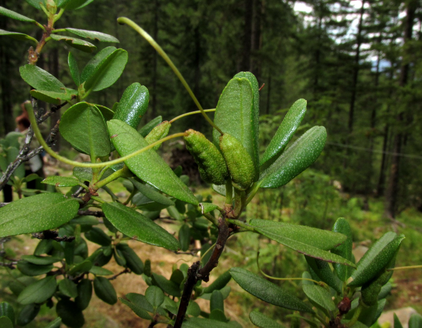 Изображение особи Rhododendron sajanense.