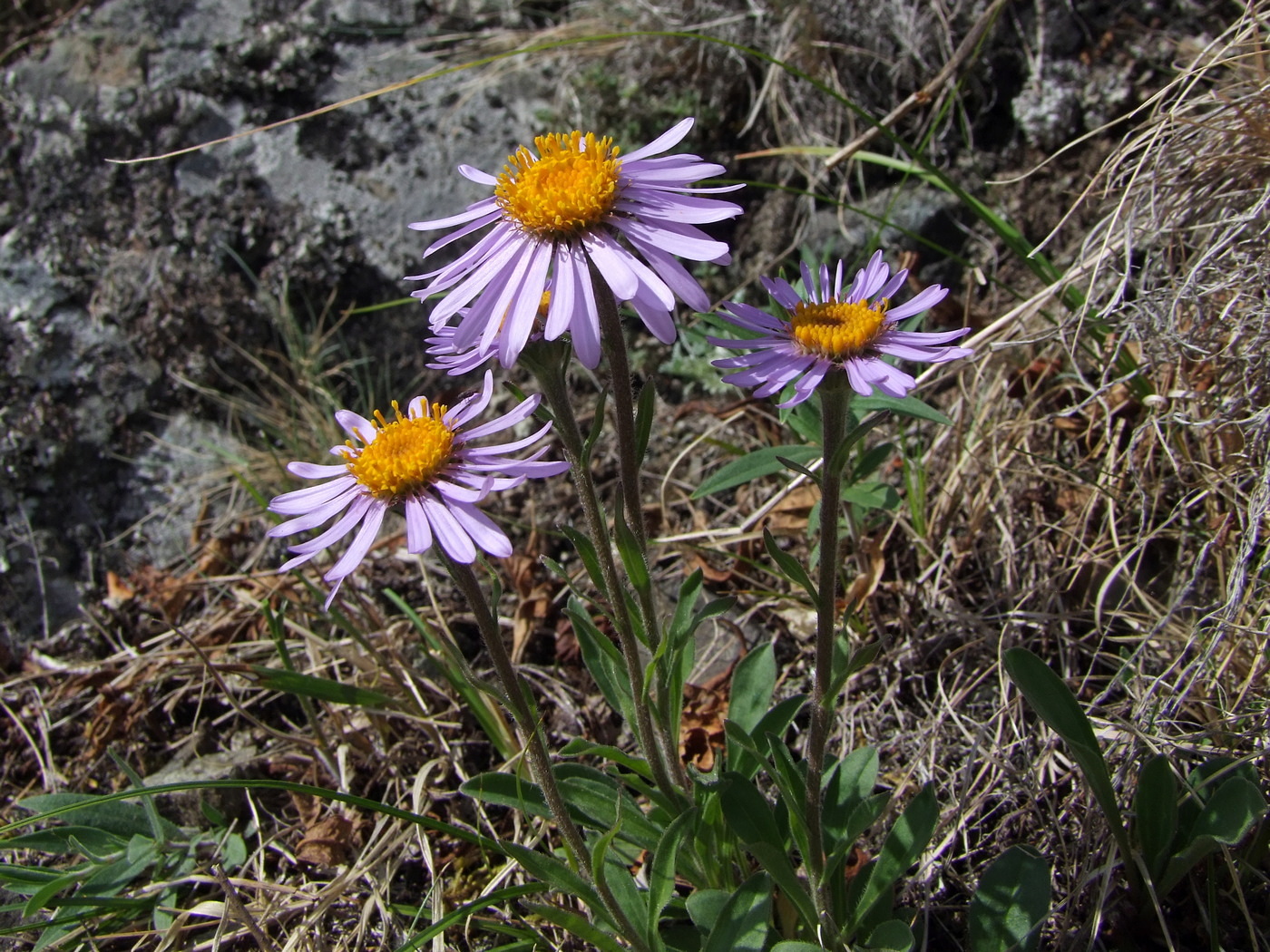 Изображение особи Aster alpinus.