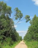 Salix pentandra. Слабые деревья у дороги. Архангельская обл., Вельский р-н, окр. ур. Стрижево Болото. 04.08.2012.