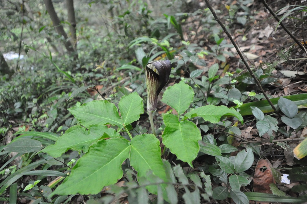 Изображение особи род Arisaema.