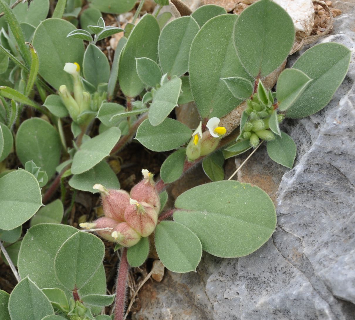 Изображение особи Tripodion tetraphyllum.