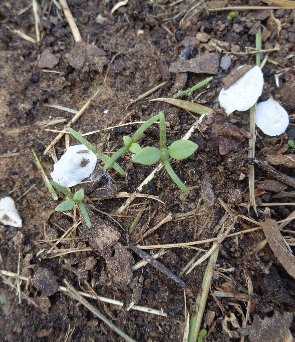 Изображение особи Papaver somniferum.