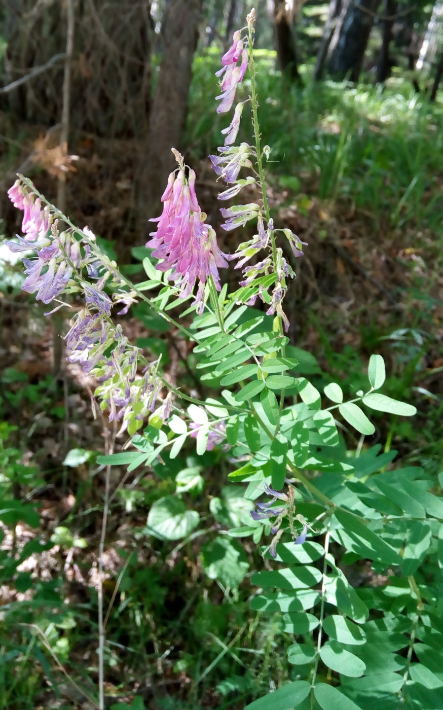 Изображение особи Hedysarum alpinum.