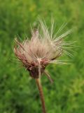 Cirsium pannonicum