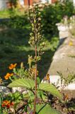 Scrophularia nodosa