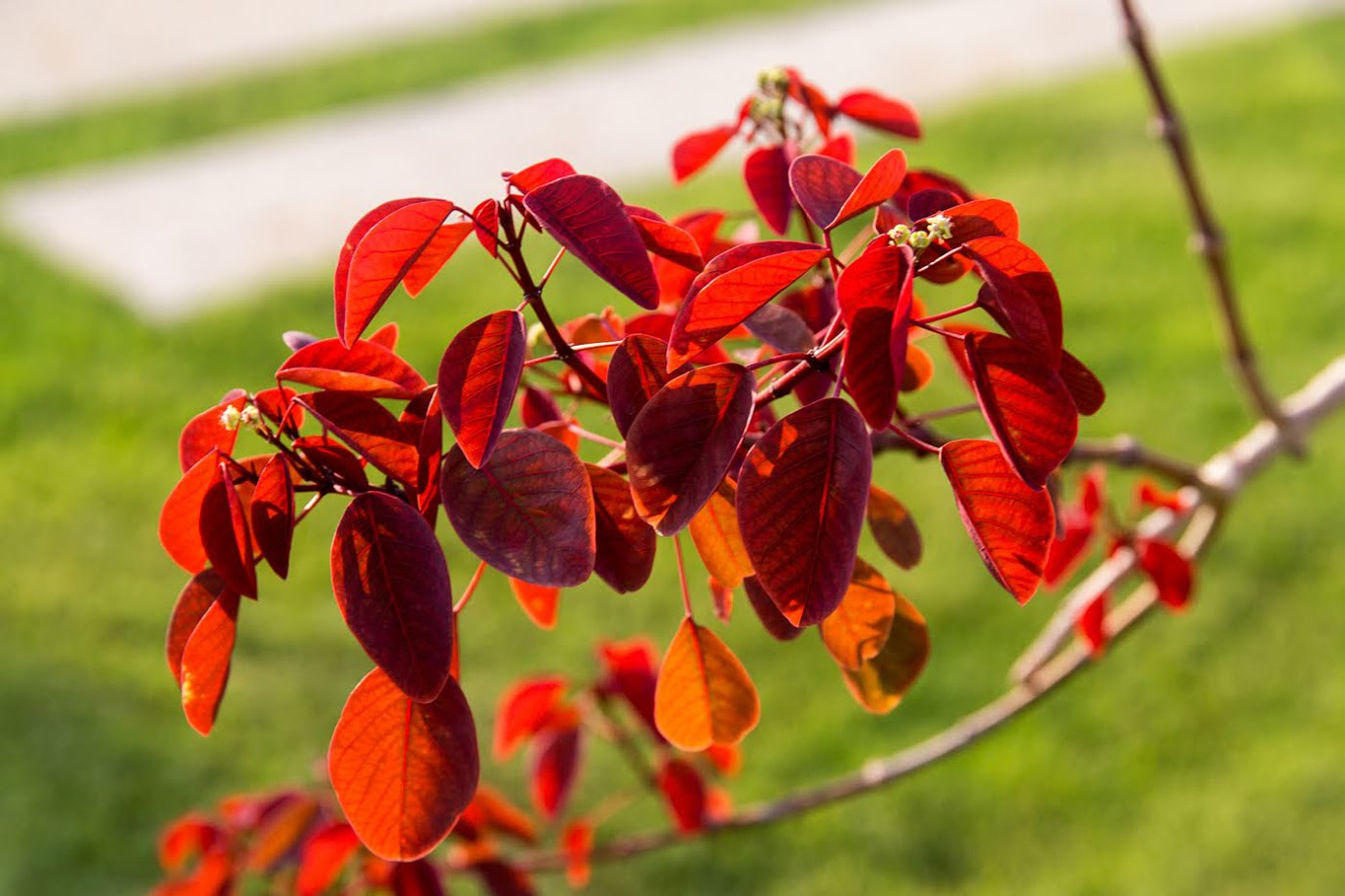 Изображение особи Euphorbia cotinifolia.