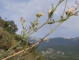 Centaurea stankovii. Часть веточки плодоносящего растения. Южный Берег Крыма, сев.-вост. склон горы Аю-Даг, скальник. 06.08.2019.