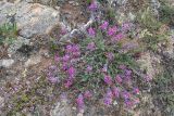 Oxytropis coerulea