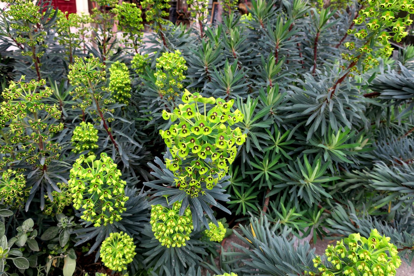 Изображение особи Euphorbia characias.