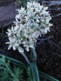 Allium tulipifolium