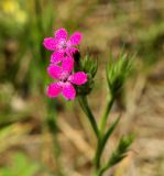 Dianthus armeria