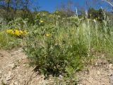 Potentilla astracanica. Цветущее растение. Краснодарский край, м/о Анапа, окр. пос. Бол. Утриш, гора Солдатская, щебнисто-глинистый склон. 09.05.2022.