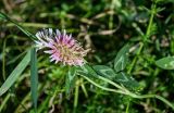 Trifolium ambiguum