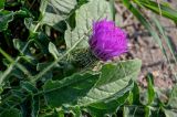 Centaurea pullata