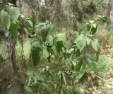 Solanum nigrum