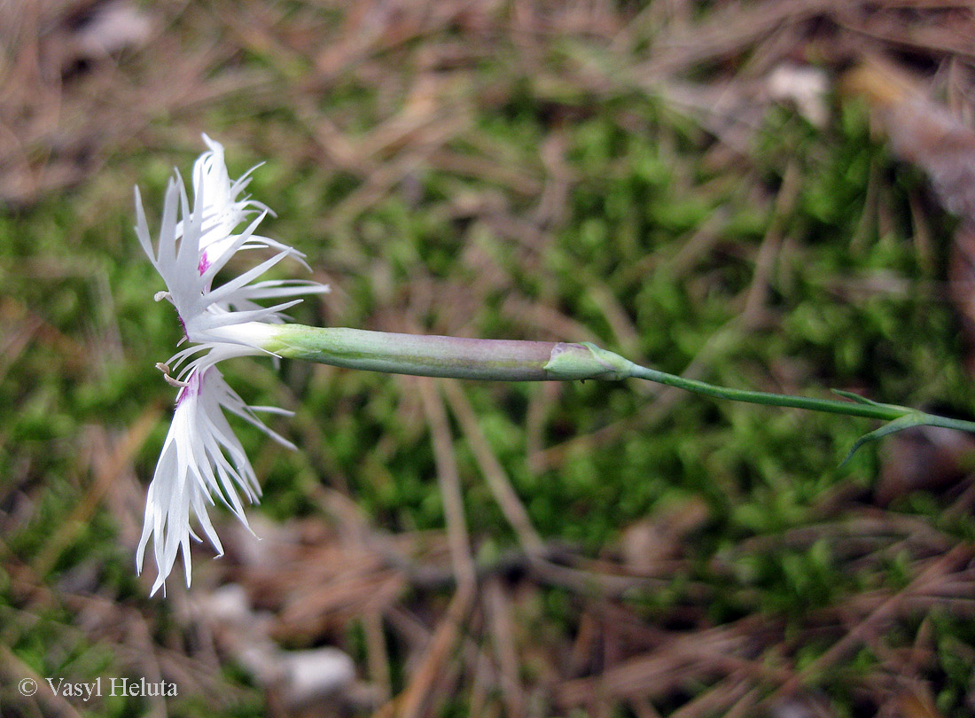 Изображение особи Dianthus pseudosquarrosus.