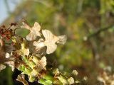 Rumex aeroplaniformis