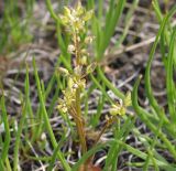 Cochlearia arctica