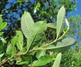 Salix borealis