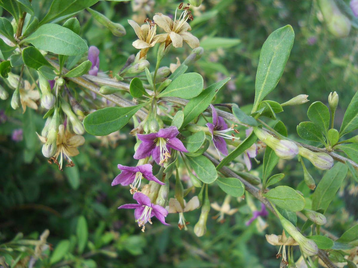 Изображение особи Lycium barbarum.