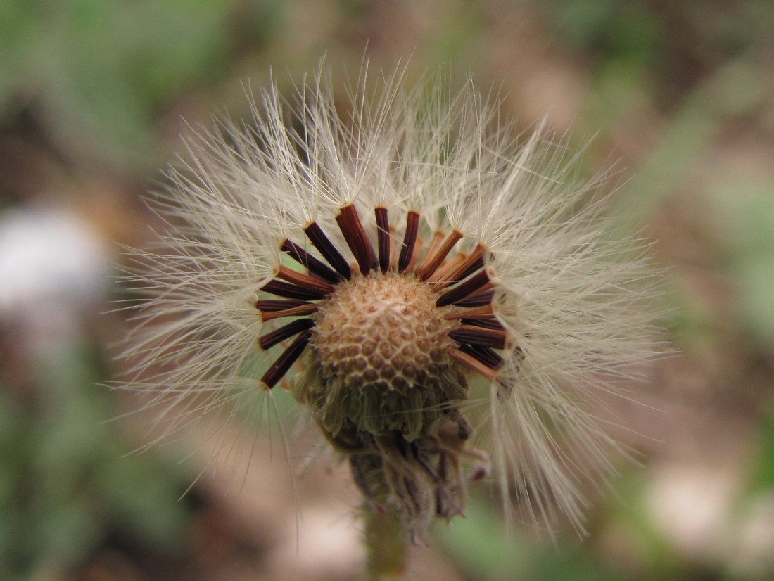 Изображение особи Pilosella officinarum.