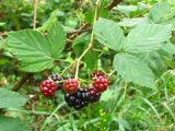 Rubus orthostachys. Верхушка побега со зрелыми и незрелыми плодами. Украина, Львовская обл., Бориславский горсовет, возле пгт Сходница. 11.08.2012.