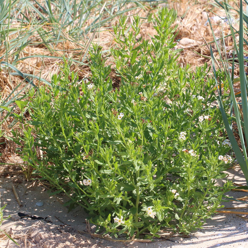 Изображение особи Argusia sibirica.