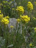 Erysimum cuspidatum. Верхушки побегов с цветками и недозрелыми плодами. Карачаево-Черкесия, Теберда, гора Лысая. 29.05.2013.