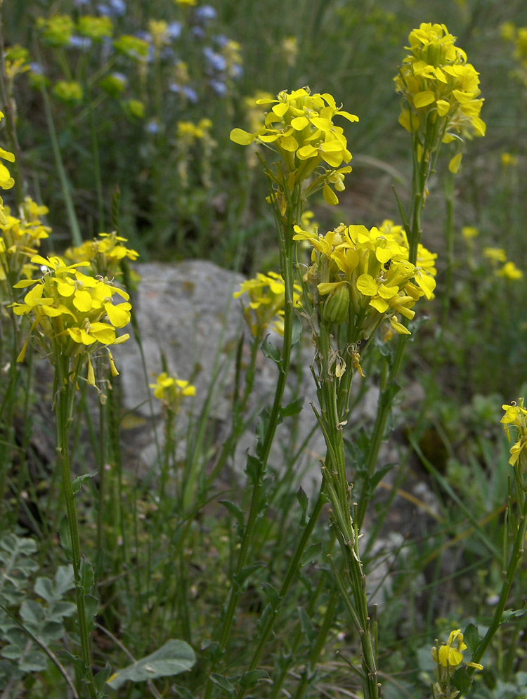 Изображение особи Erysimum cuspidatum.