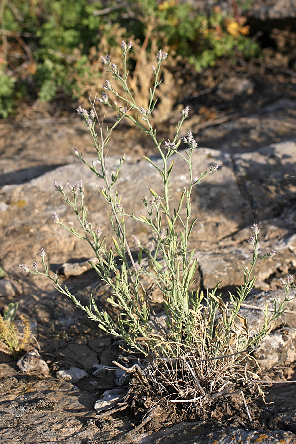 Image of Centaurea pseudosquarrosa specimen.