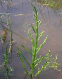 Salicornia perennans