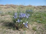 Iris tenuifolia