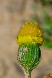 Senecio подвид coronopifolius