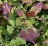 Ceratostigma plumbaginoides