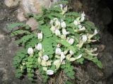 Astragalus abolinii