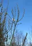 Salix myrsinifolia