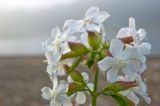 Saponaria officinalis. Соцветие в капельках росы. Южный Урал, река Уфа, галечный берег. 10 августа 2014 г.