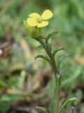 Erysimum repandum