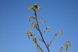 Artemisia campestris