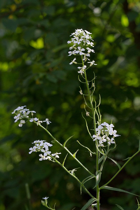 Изображение особи Hesperis sibirica ssp. pseudonivea.
