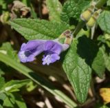 Scutellaria galericulata