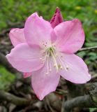 Rhododendron schlippenbachii. Цветок. Приморский край, г. Владивосток, Ботанический сад-институт ДВО РАН. 20.05.2010.