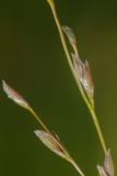 Glyceria notata