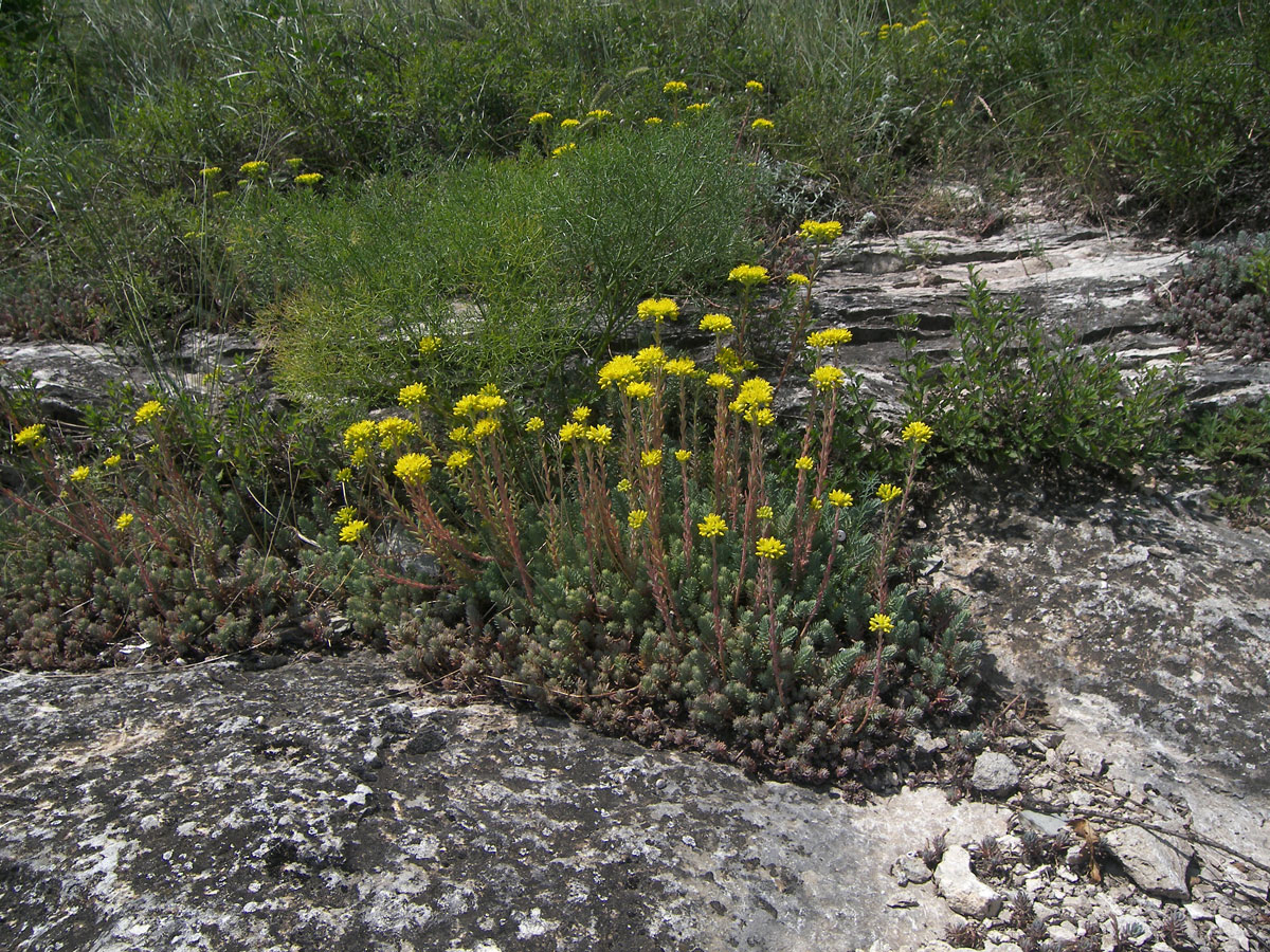 Изображение особи Sedum reflexum.