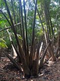 Nypa fruticans. Основания листьев. Малайзия, о-в Калимантан, национальный парк Бако, мангровый лес. 09.05.2017.