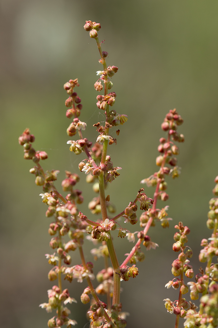 Изображение особи род Rumex.