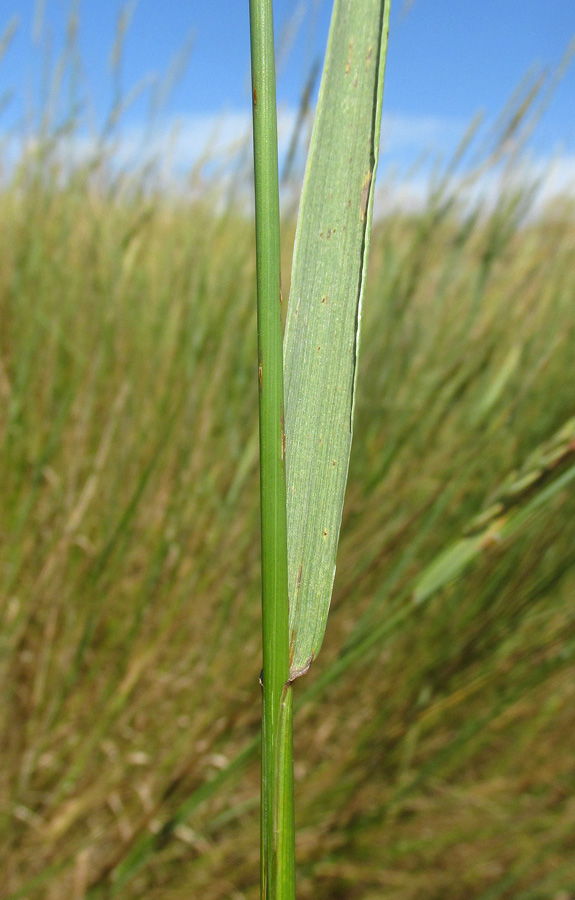 Изображение особи Elytrigia repens.