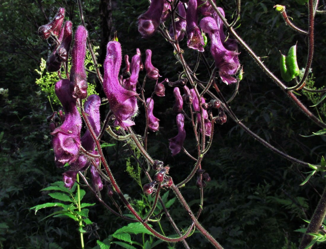 Изображение особи Aconitum septentrionale.